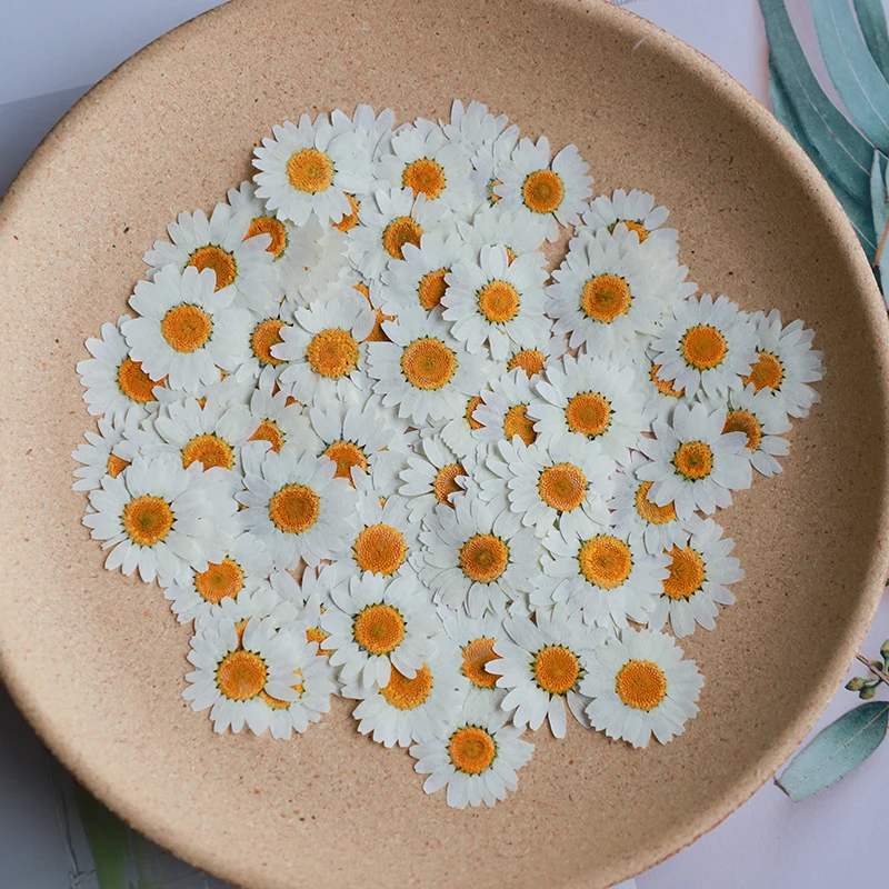 Dried Flower Bookmark - 60X flores de paludosum de crisantemo