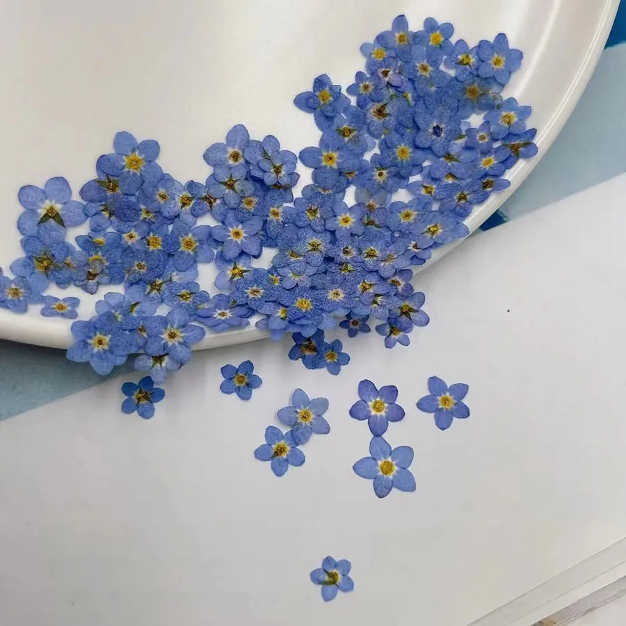 Dried Flower Bookmark - Flor de Myosotis Sylvatica (Olvido Azul)
