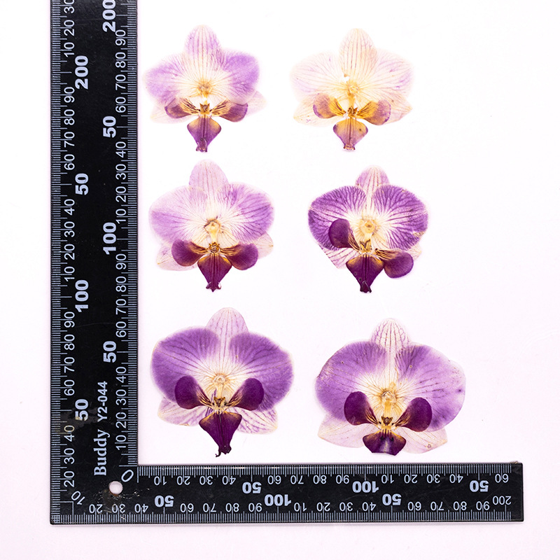 Dried Flower Bookmark - 4 Piezas de Cabezas de Orquídeas