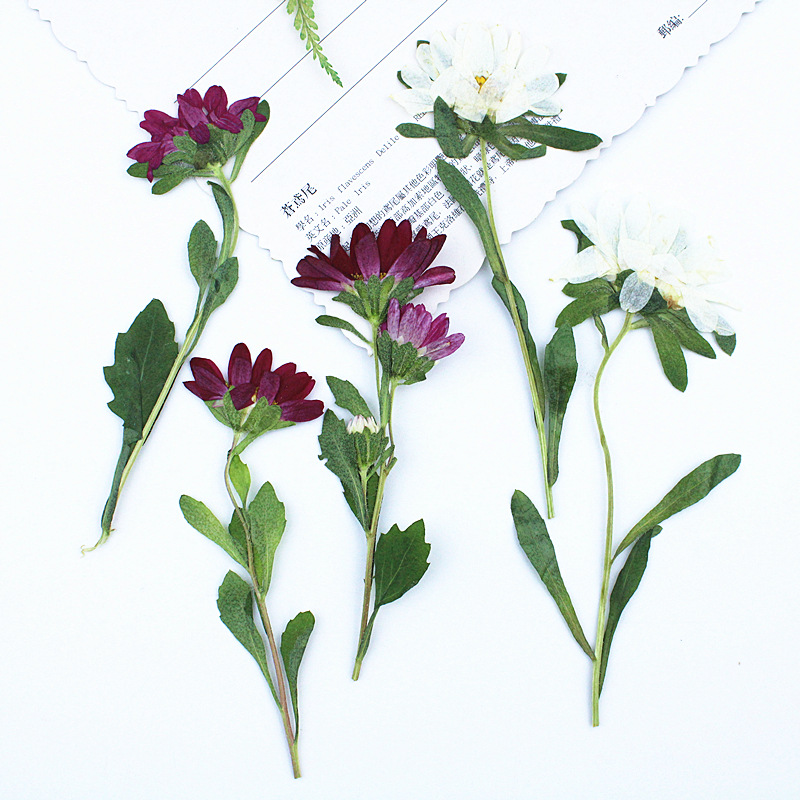 Dried Flower Bookmark - 24 Piezas, Mini Crisantemos Secos Prensados