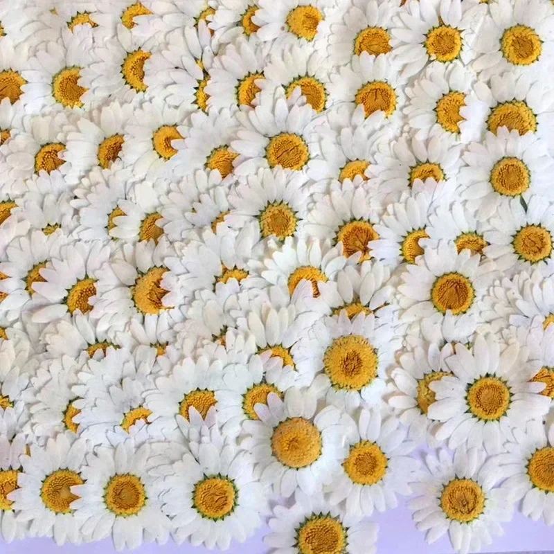 60X flores de paludosum de cri - Dried Flower Bookmark reseña y precio