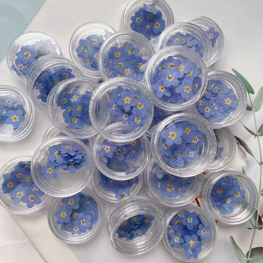 Flor de Myosotis Sylvatica (Ol - Dried Flower Bookmark reseña y precio