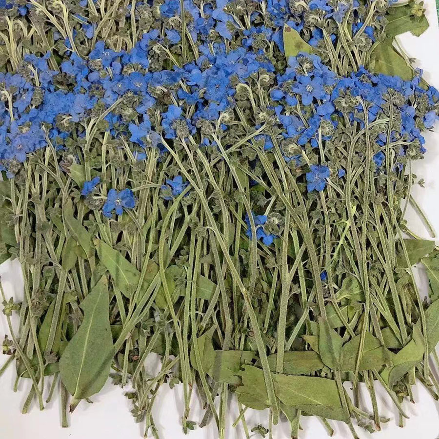 Flor de Myosotis Sylvatica (Ol - Dried Flower Bookmark reseña y precio