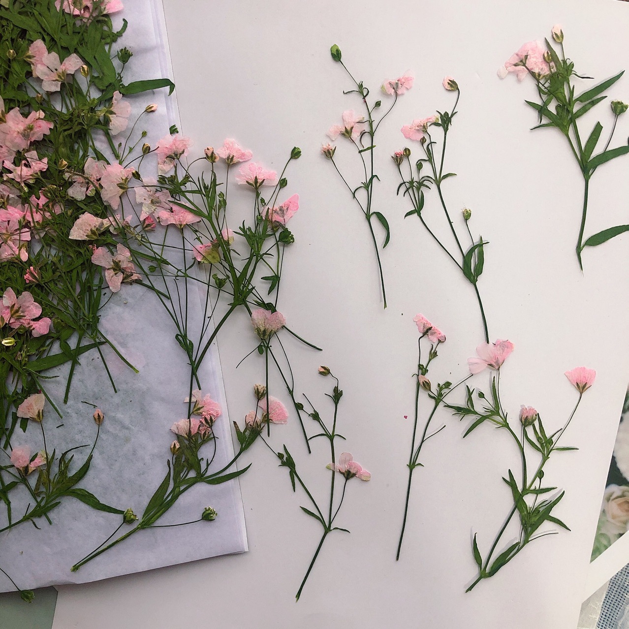 12 Uds. De flores secas de 5-6 - Dried Flower Bookmark reseña y precio