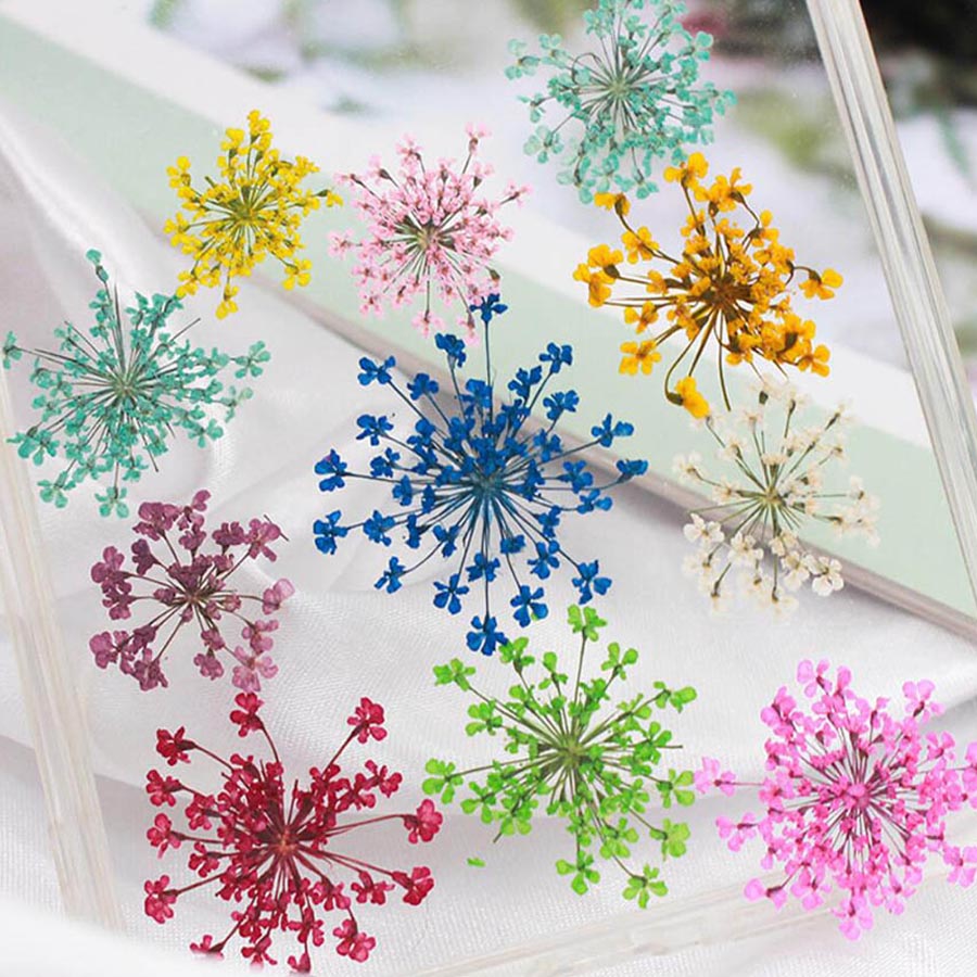 Ammi Majus-flores prensadas y  - Dried Flower Bookmark reseña y precio