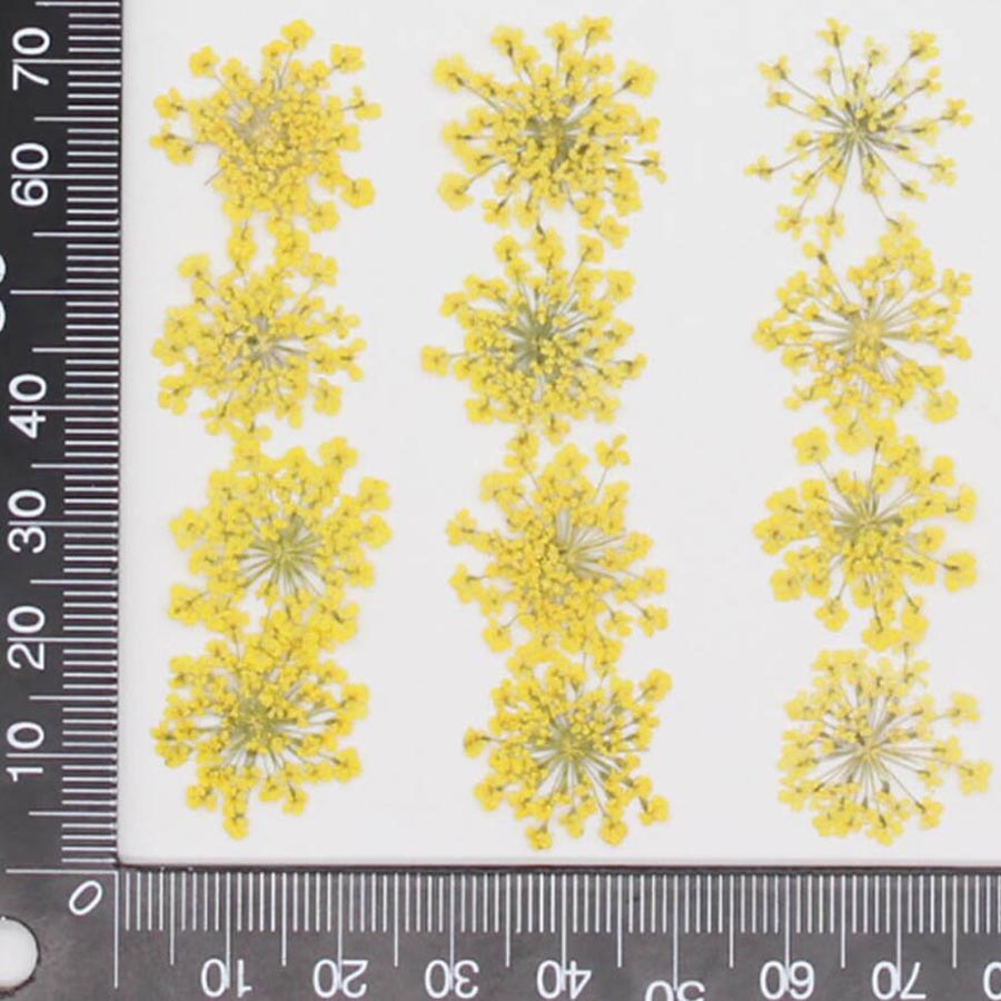 Ammi Majus-flores prensadas y  - Dried Flower Bookmark reseña y precio