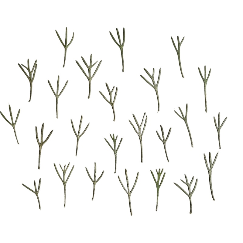 24 piezas, Hojas de Achillea P - Dried Flower Bookmark reseña y precio