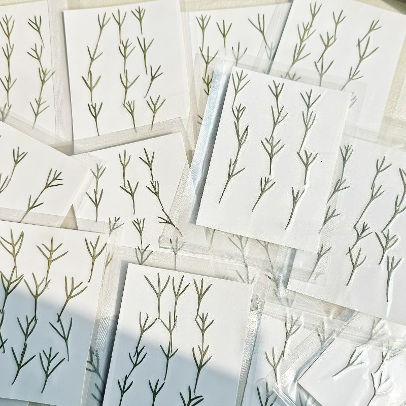 24 piezas, Hojas de Achillea P - Dried Flower Bookmark reseña y precio
