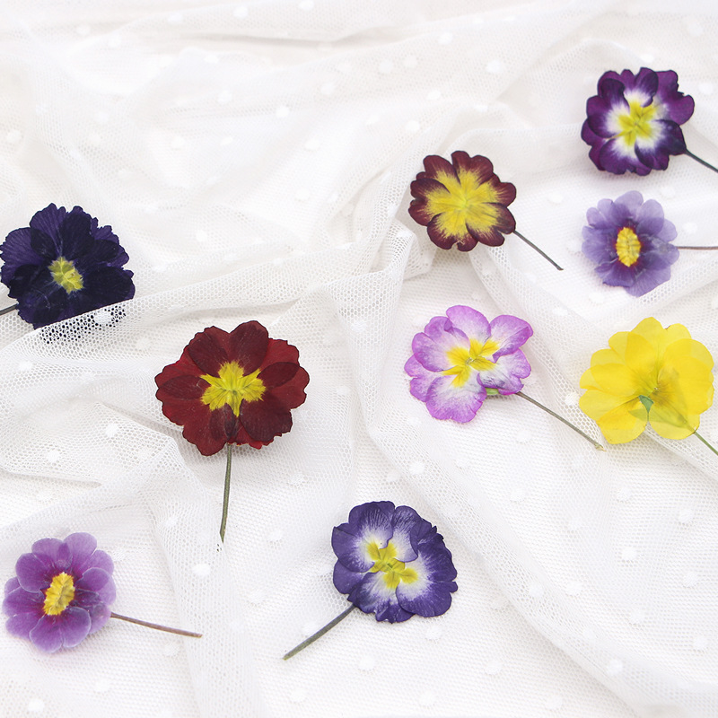48 Piezas de Flores Secas de P - Dried Flower Bookmark reseña y precio