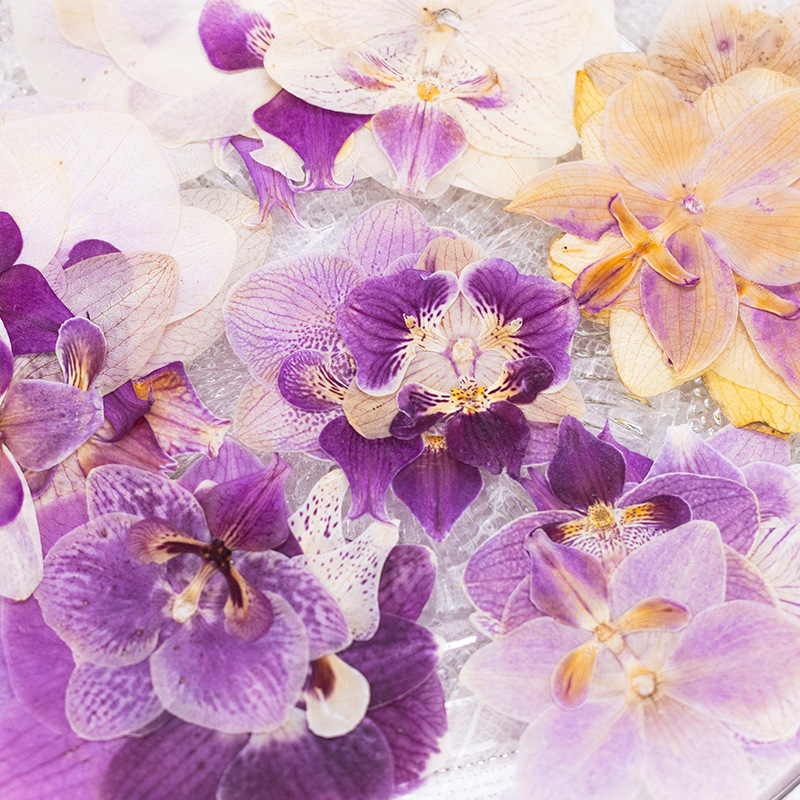 4 Piezas de Cabezas de Orquíde - Dried Flower Bookmark reseña y precio