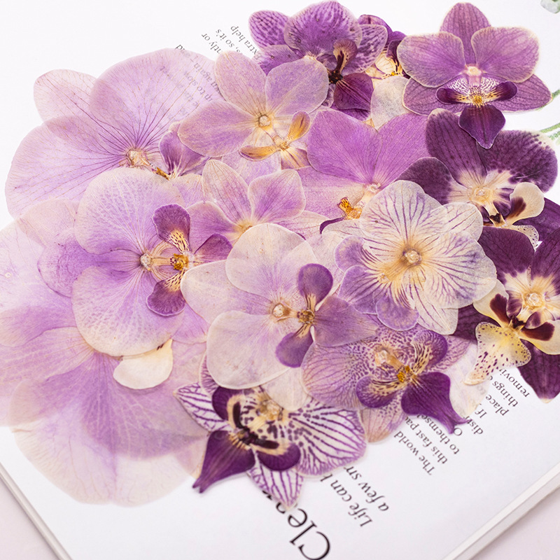 4 Piezas de Cabezas de Orquíde - Dried Flower Bookmark reseña y precio