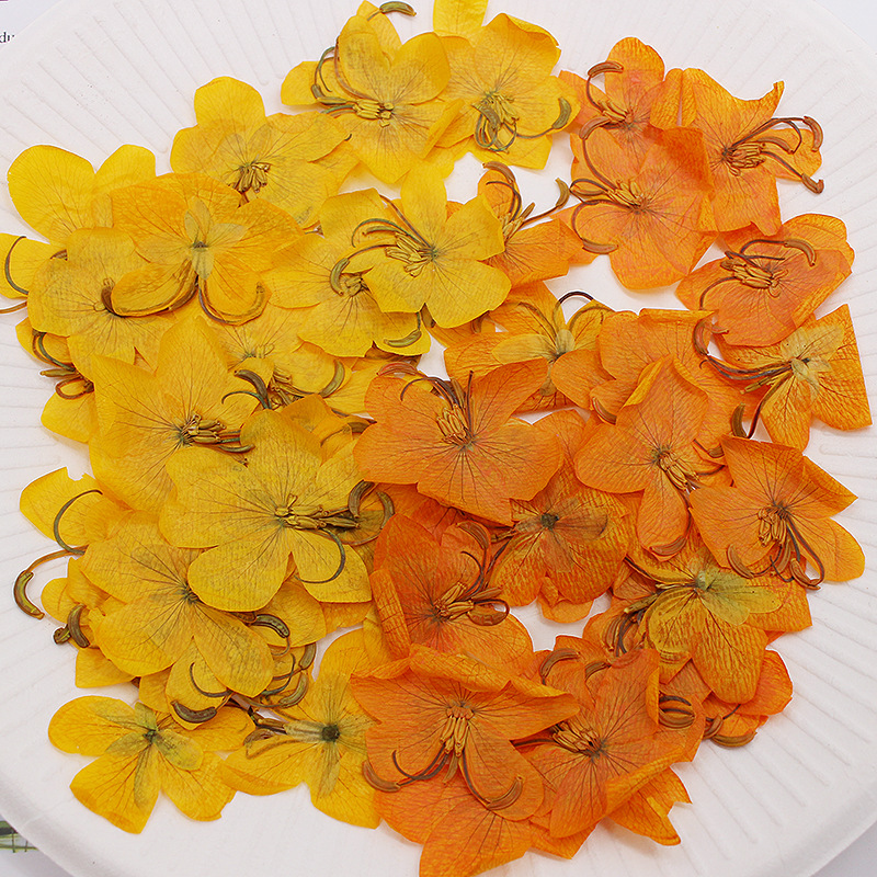60 Piezas de Flores de Cassia  - Dried Flower Bookmark reseña y precio