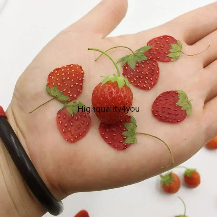 Mini fruta prensada seca de 10 - Dried Flower Bookmark reseña y precio
