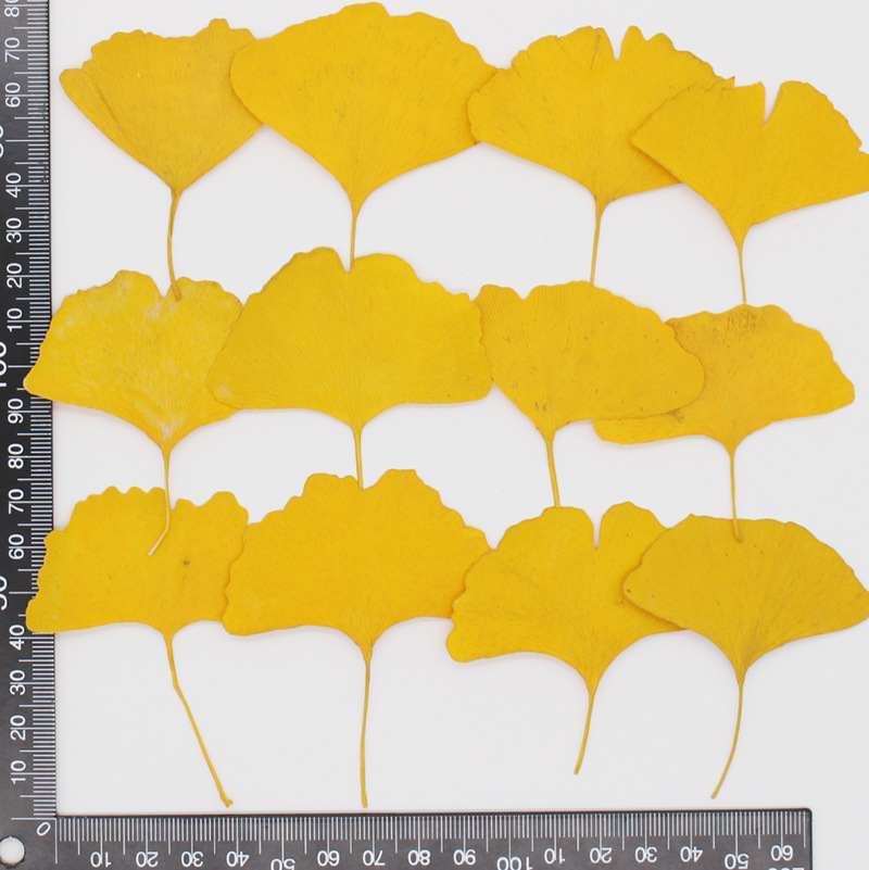 60 piezas de hojas de Ginkgo B - Dried Flower Bookmark reseña y precio